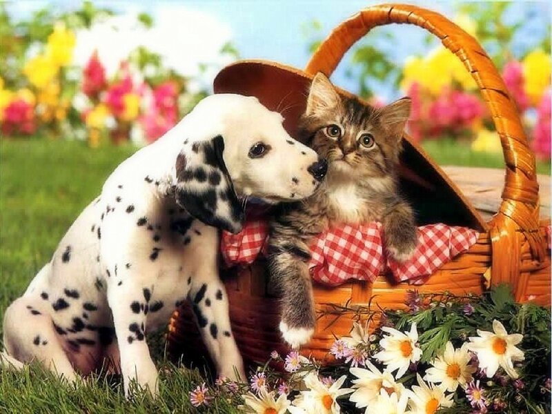 Dalmatian Puppy and Kitten — Green