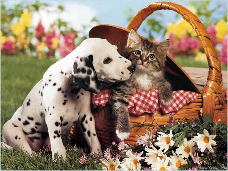 Dalmatian puppy and kitten in basket