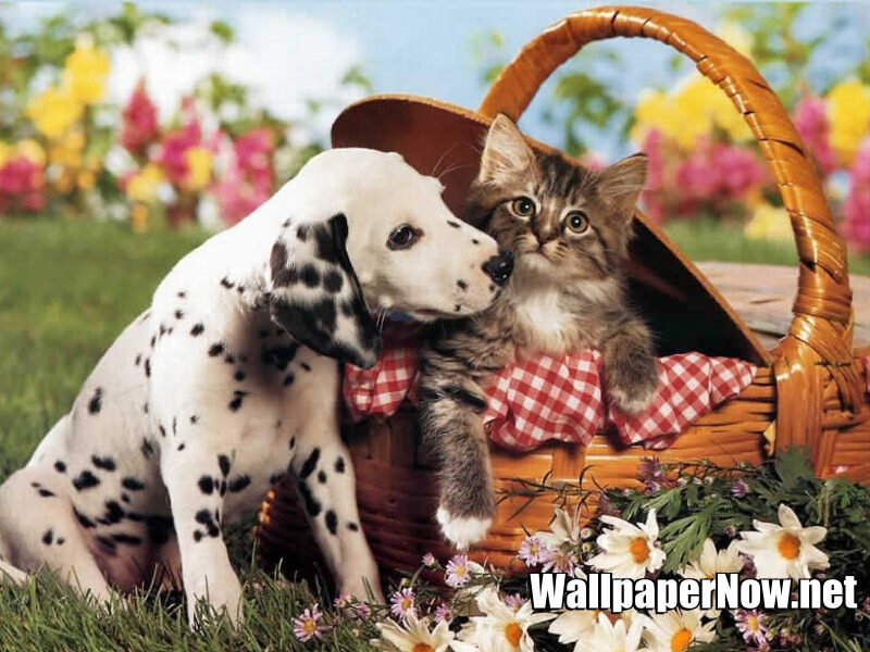 Dalmatian puppy and kitten in basket