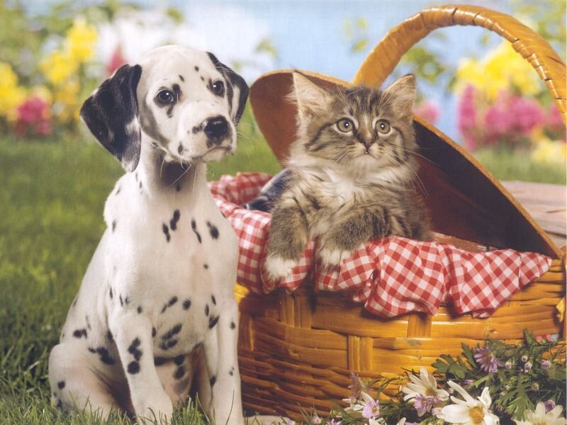 Dalmatian puppy and kitten in basket