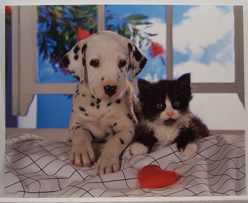 Dalmatian puppy and kitten together