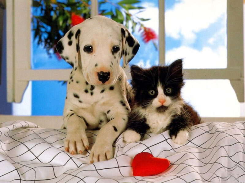 Dalmatian Puppy and Kitten — White, Calm, Morning