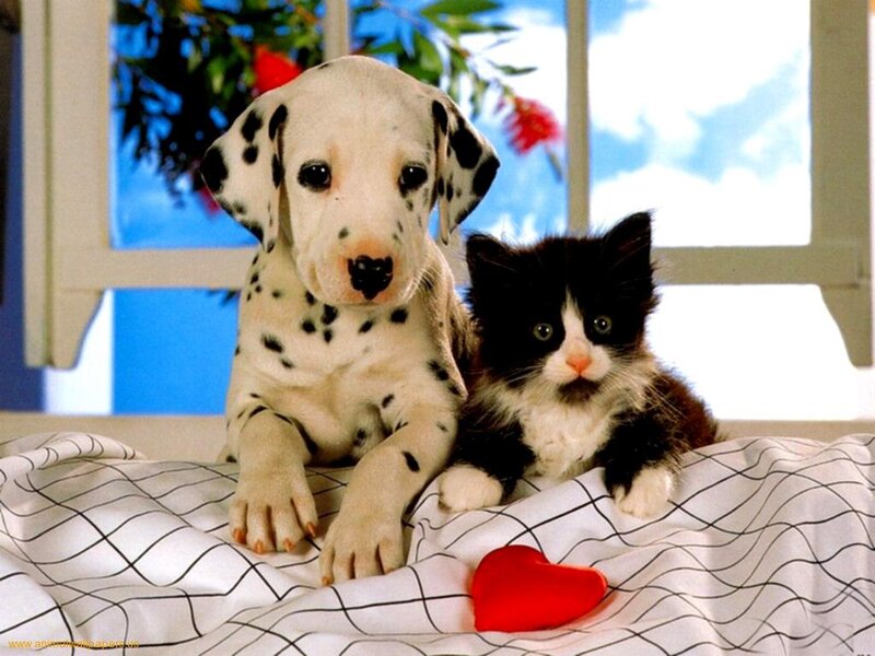 Dalmatian Puppy and Kitten — White, Calm