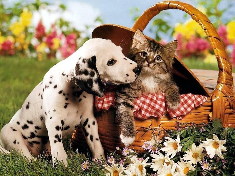 Dalmatian Puppy and Kitten — White, Peaceful
