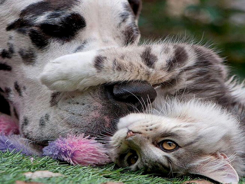 Dalmatian Puppy and Kitten — White, Playful