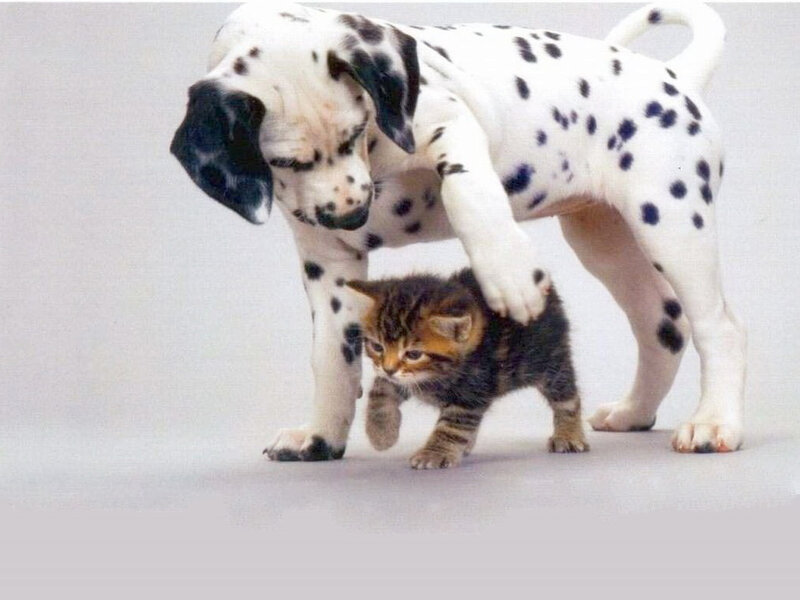 Dalmatian Puppy and Kitten — White