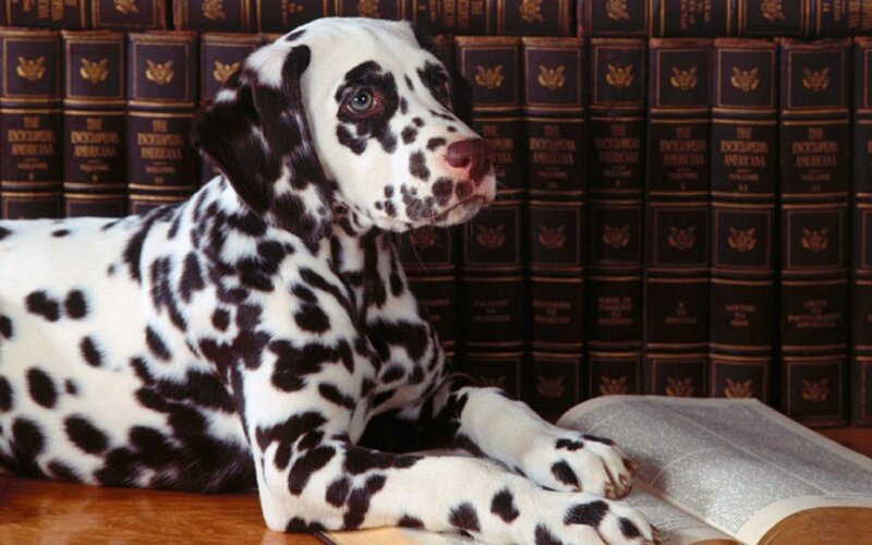 Dalmatian Puppy — Black, Calm, Photograph, Books, Table, Open Book