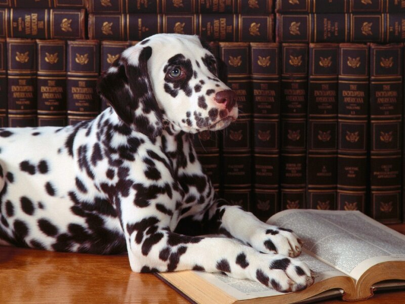 Dalmatian Puppy — Black, Calm, Photograph