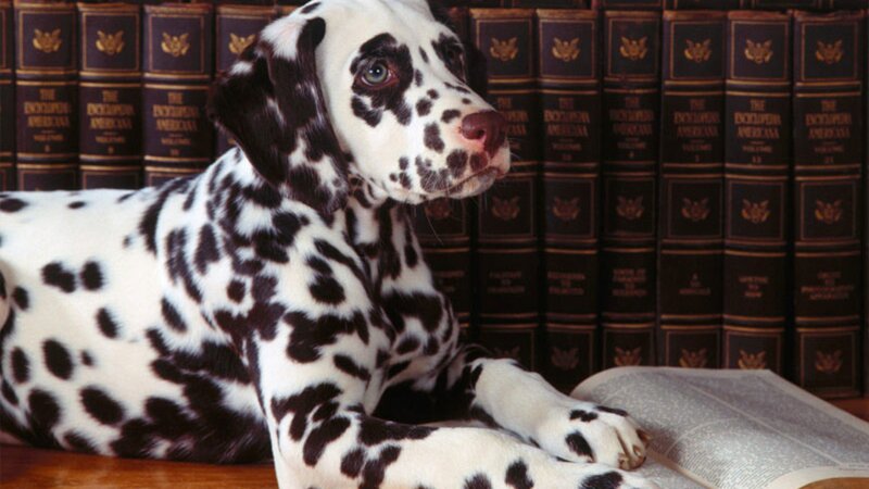 Dalmatian Puppy — Black, Calm