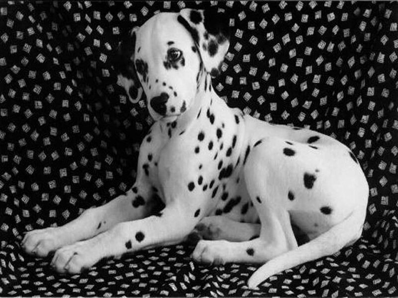 Dalmatian Puppy — Black