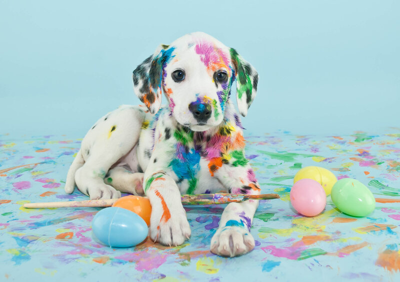 Dalmatian Puppy — Blue, Playful