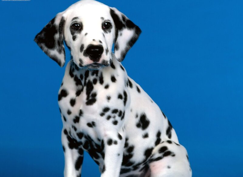 Dalmatian Puppy — Blue