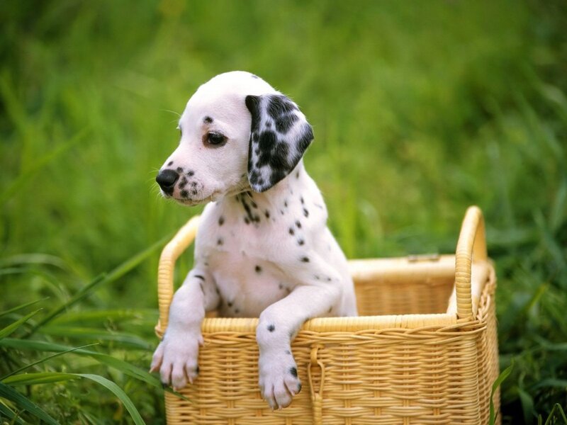 Dalmatian puppy in a basket