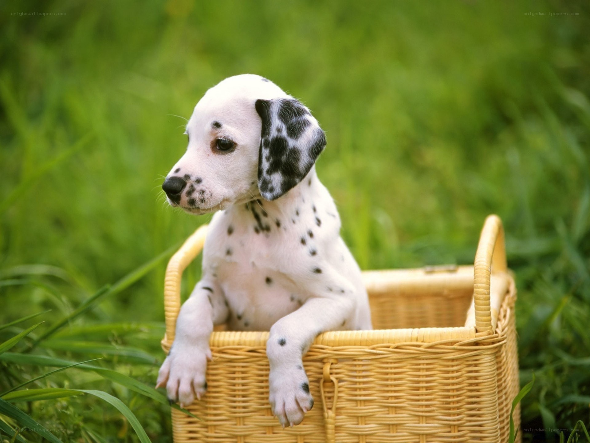 Dalmatian puppy in a basket