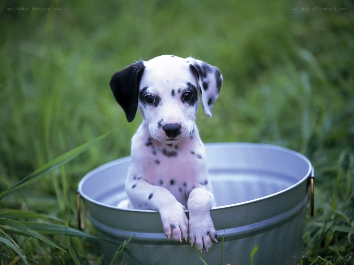 Dalmatian puppy in a bucket