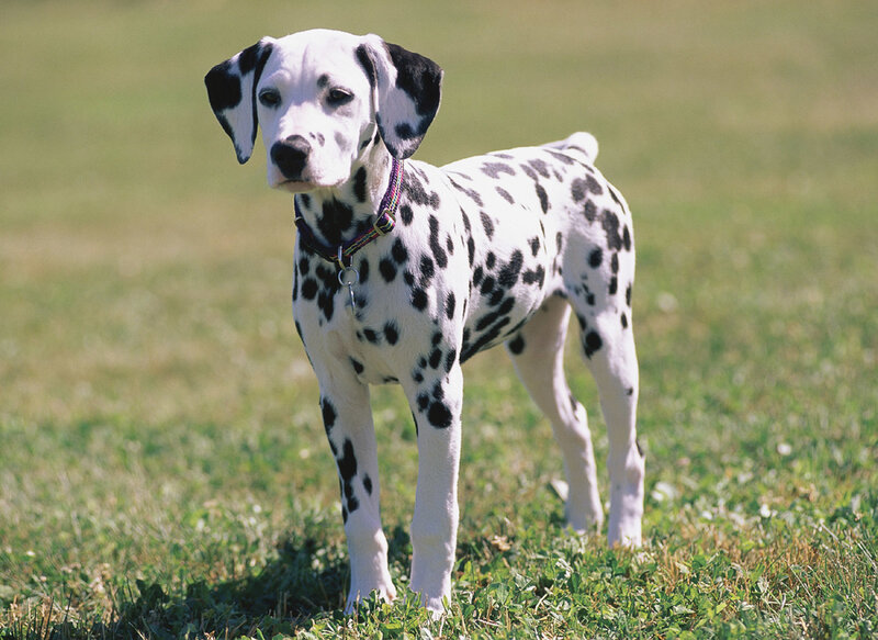 Dalmatian puppy in a field