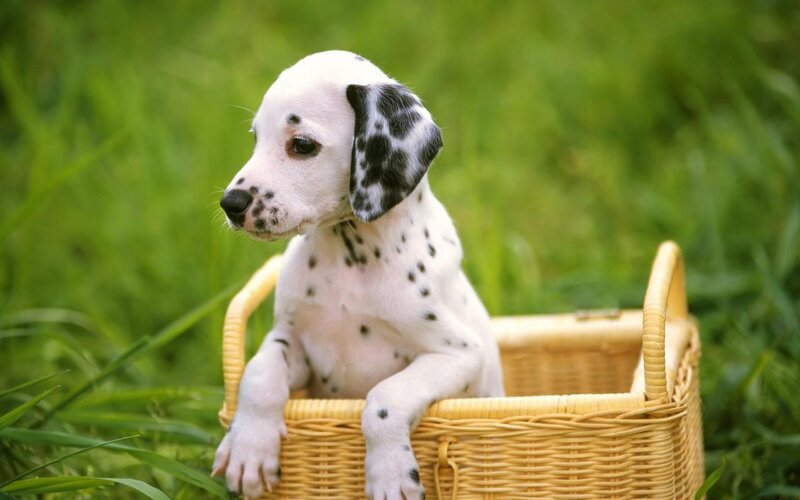 Dalmatian Puppy in Basket — Green, Calm