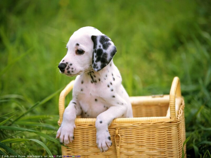 Dalmatian Puppy in Basket — Green