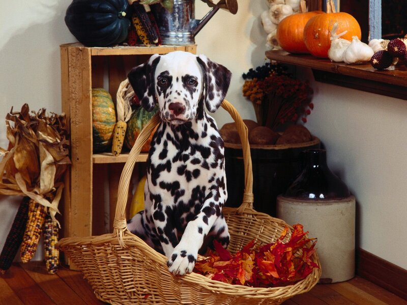 Dalmatian Puppy in Basket