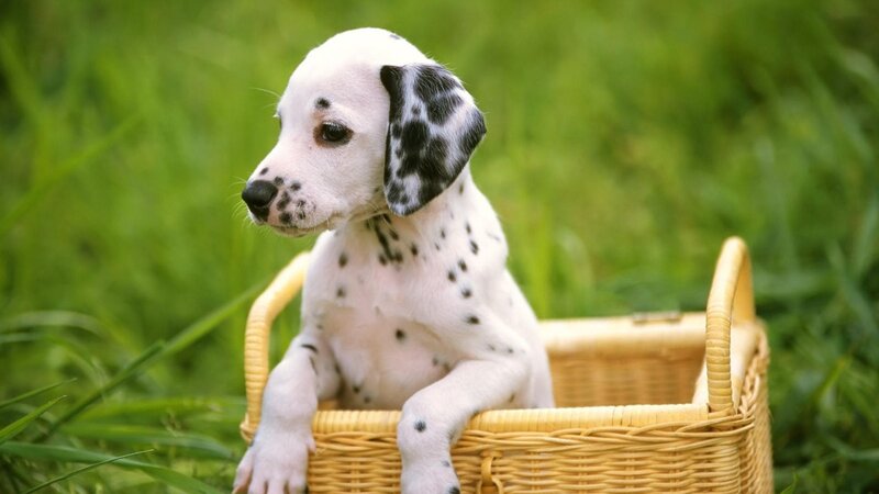 Dalmatian Puppy in Basket — White, Calm