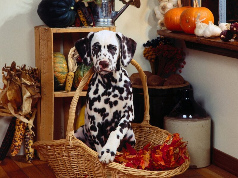Dalmatian Puppy in Basket — White