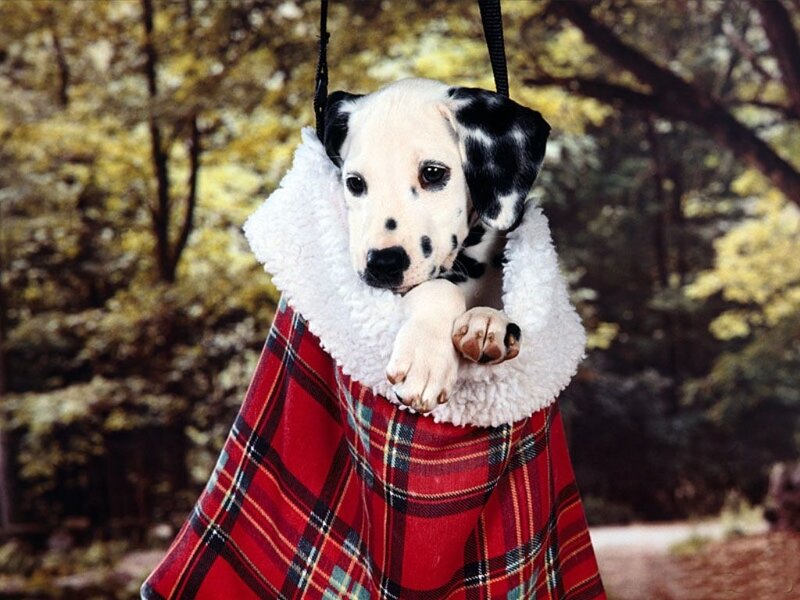 Dalmatian Puppy in Blanket