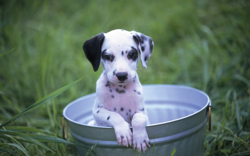 Dalmatian Puppy in Bucket