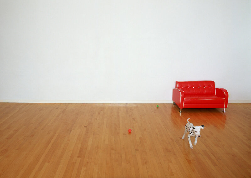 Dalmatian puppy in empty room