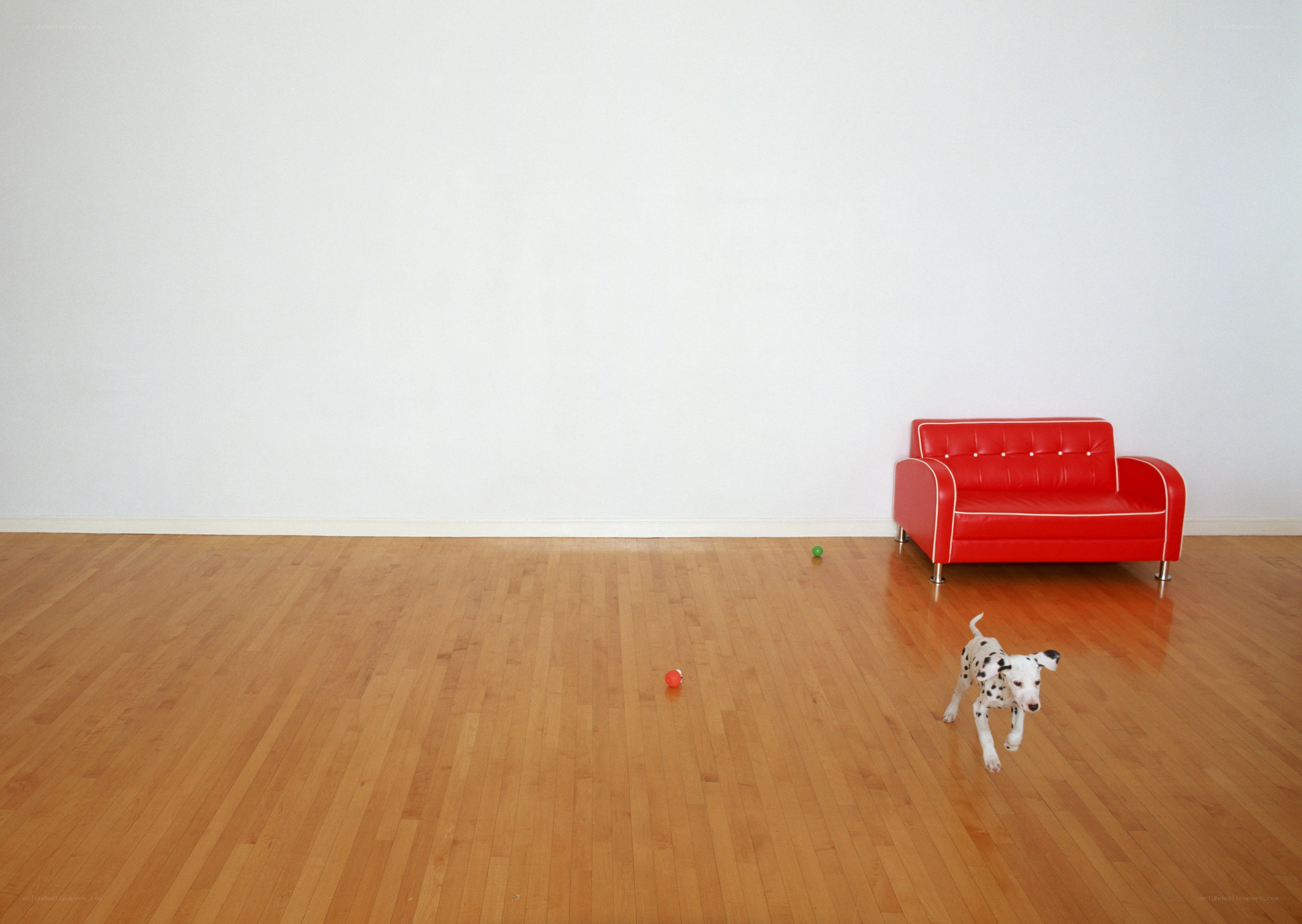 Dalmatian puppy in empty room