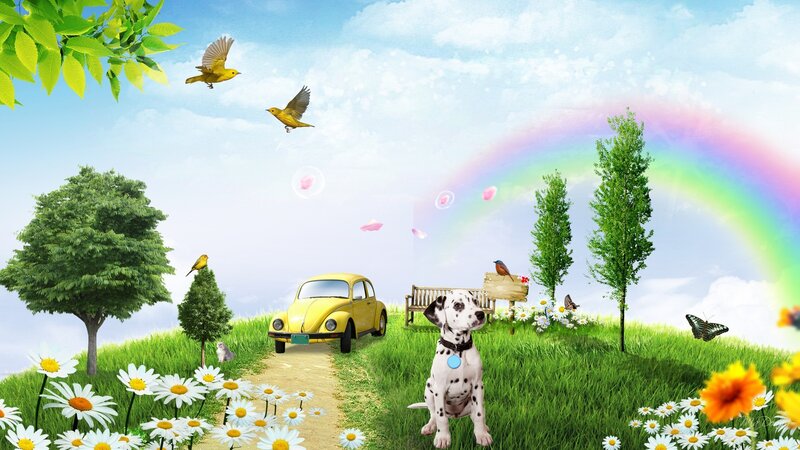 Dalmatian Puppy in Field