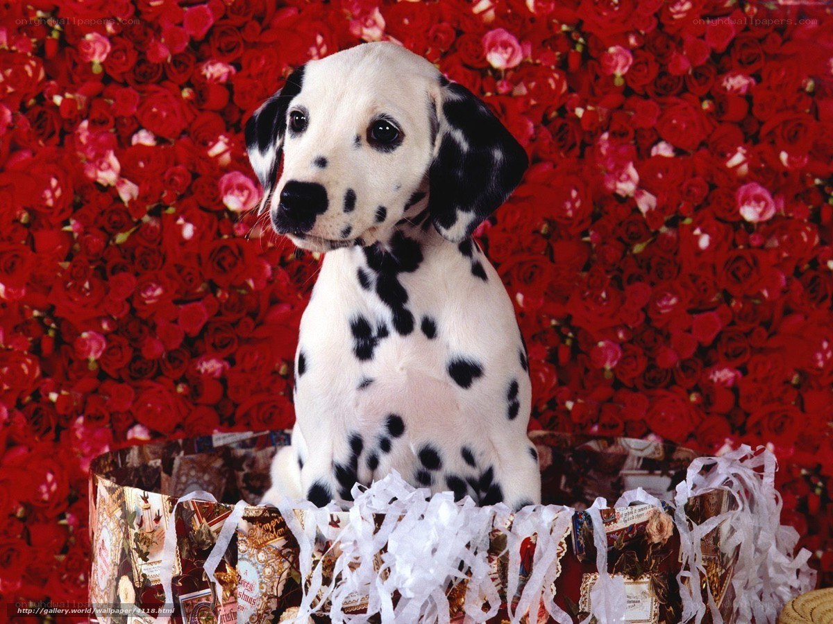 Dalmatian puppy in gift box