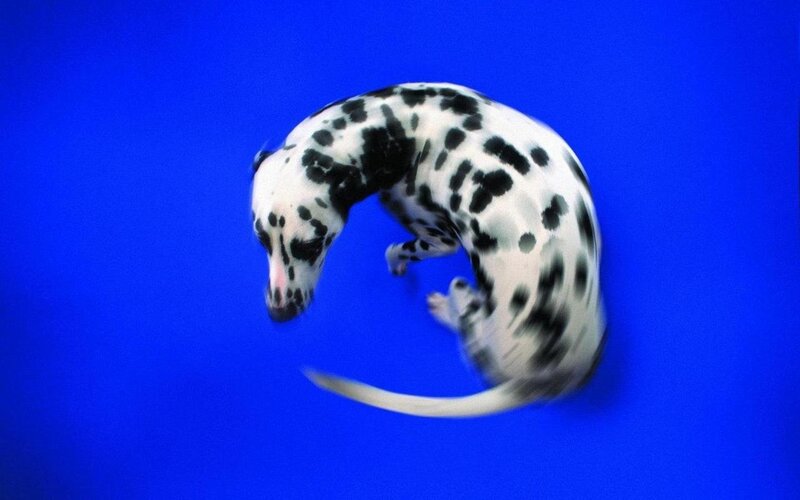 Dalmatian puppy in motion