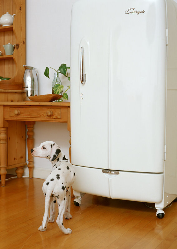 Dalmatian puppy near vintage fridge
