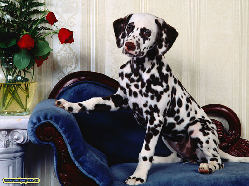 Dalmatian puppy on a blue chair
