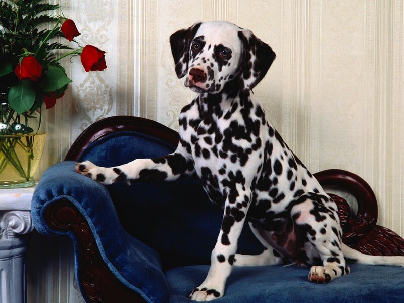 Dalmatian puppy on a blue chair