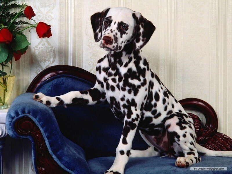 Dalmatian puppy on a blue couch