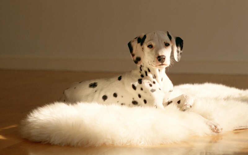 Dalmatian puppy on a rug