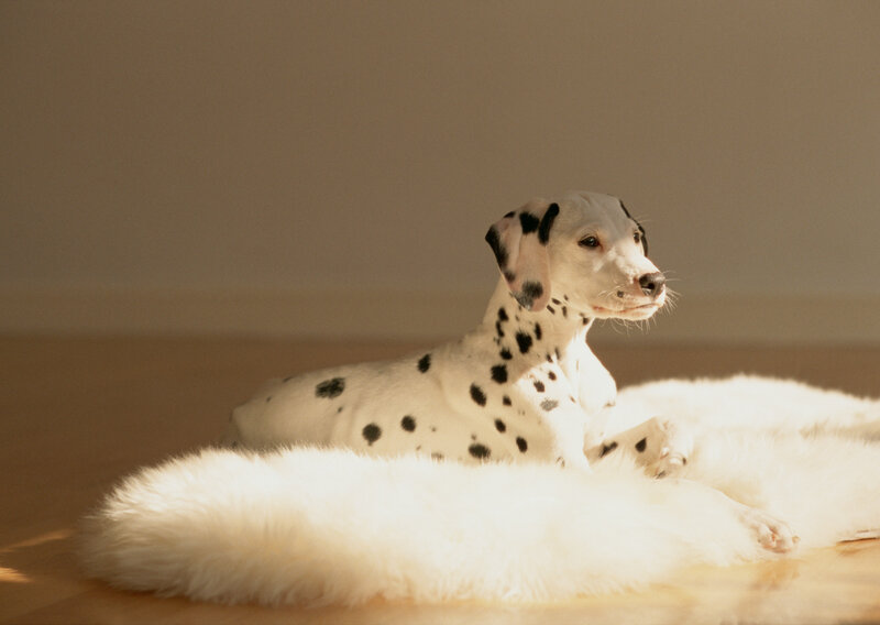 Dalmatian puppy on a rug