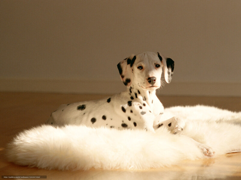 Dalmatian puppy on a rug