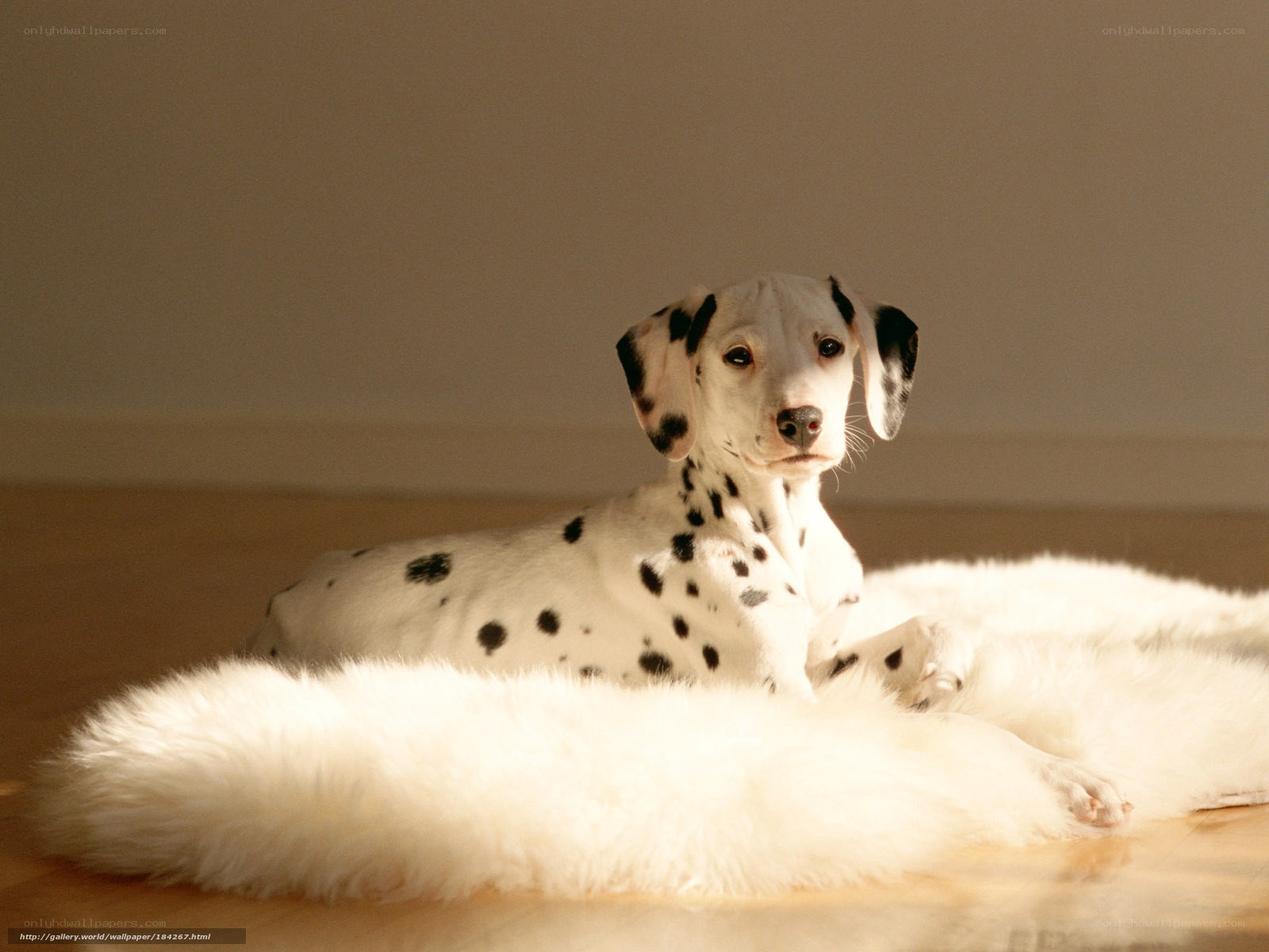 Dalmatian puppy on a rug