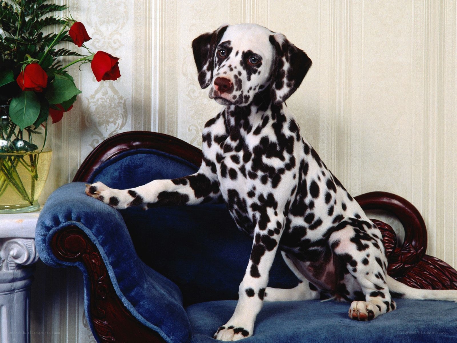 Dalmatian puppy on a sofa