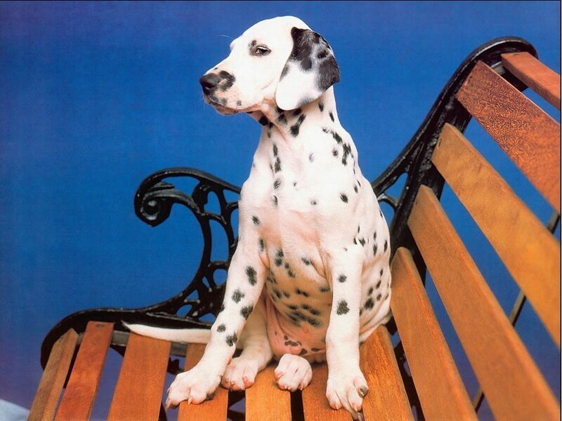 Dalmatian puppy on bench