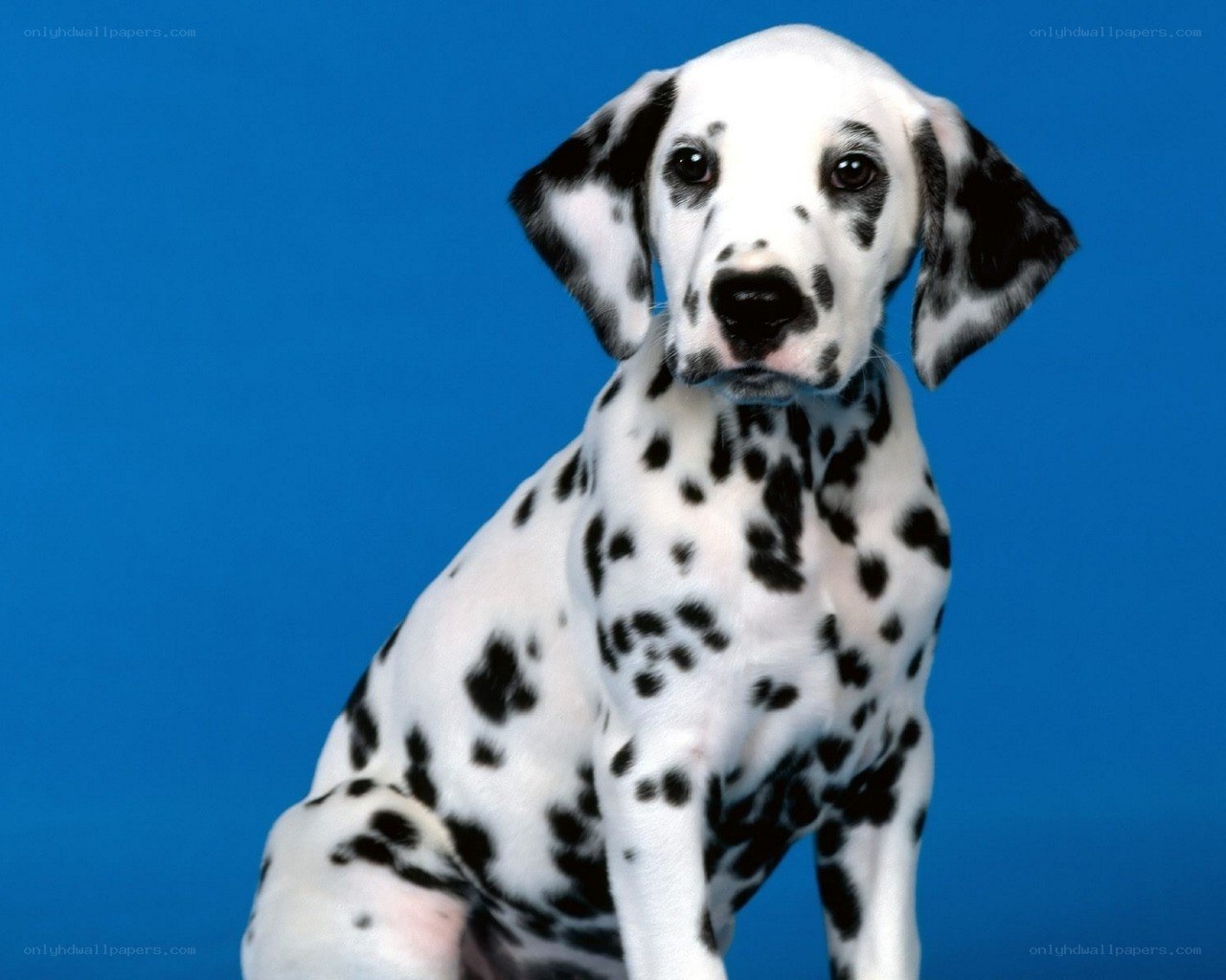 Dalmatian puppy on blue
