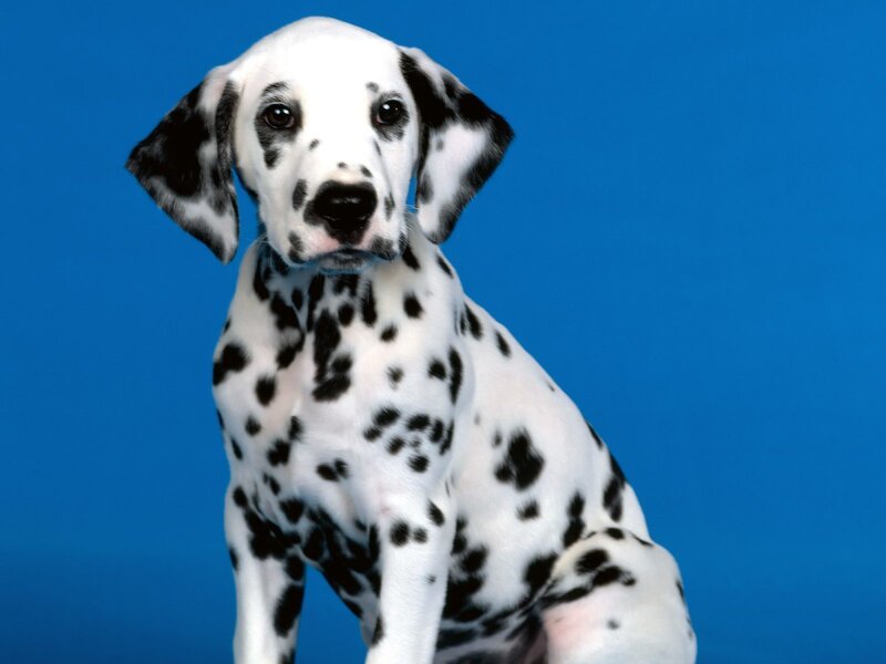 Dalmatian puppy on blue