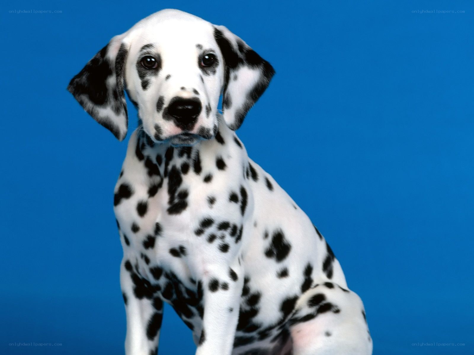 Dalmatian puppy on blue
