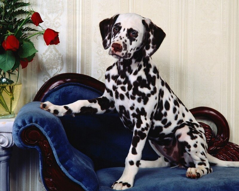 Dalmatian puppy on blue chair