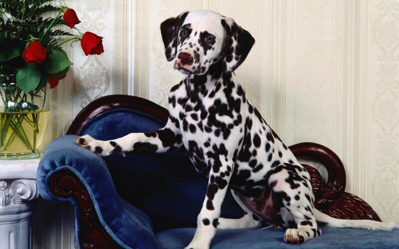 Dalmatian puppy on blue couch