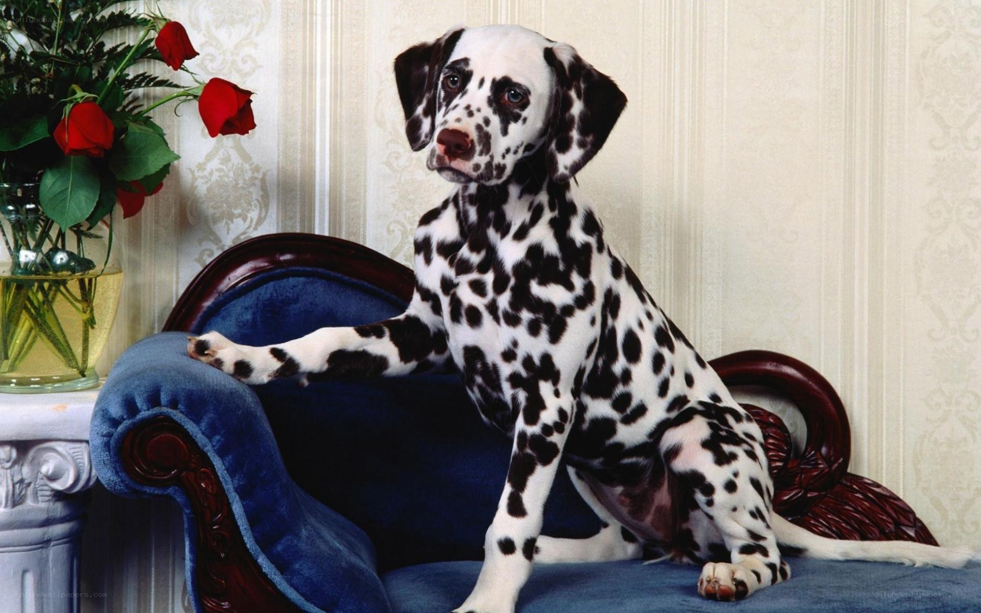Dalmatian puppy on blue couch