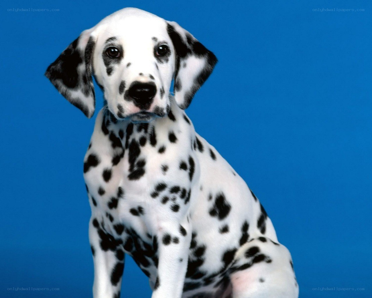 Dalmatian puppy on blue