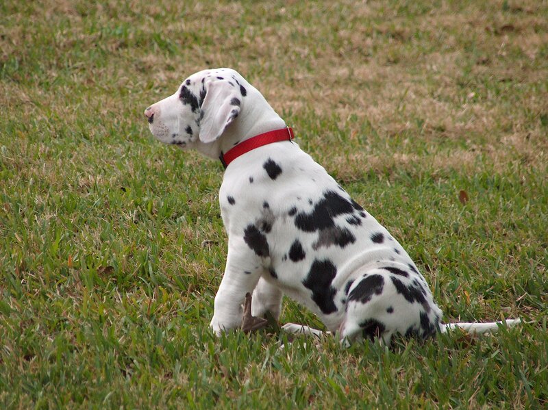 Dalmatian puppy on grass